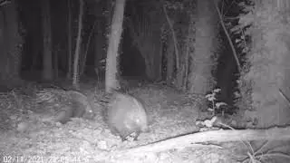 Tentativi di accoppiamento - Hystrix cristata 