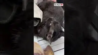 How to deal with angry cat and ferocious cat 🐱 part 20