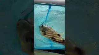 My Fahaka Puffer died!!! #pets