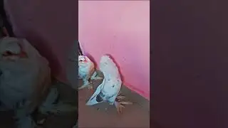 kabootar 🕊️ shorts video 🕊️