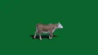 Animal green Screen effects