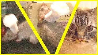 clean pet memes that bless your soul