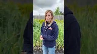 Harvest Garlic Scapes for These 2 Reasons