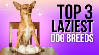 Top 3 Laziest Dog Breeds