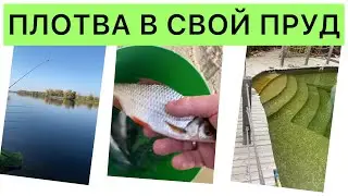 Плотва с рыбалки попросилась в домашний пруд