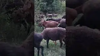 Кто как к зиме готовится.