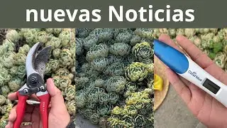 Adiós Echeveria Elegas/ último video
