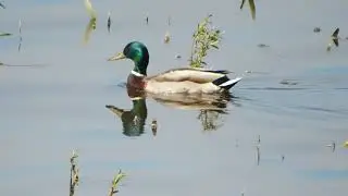 Одинокая кряква на Каме)