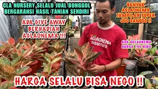 PETANI BONGGOL DI MAGELANG | CLA NURSERY TEMPAT NYA AGLONEMA KONTES ‼️