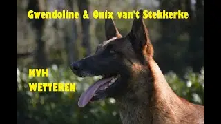 Onix van't Stekkerke & Gwendoline - INSTA360 - Koninklijke Verdedigingshond Wetteren KVH #11