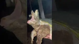Why Does This Turtle Have Two-Mouths? 