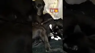 Полижи мне пяточку или как заставить песеля недоумевать #shorts