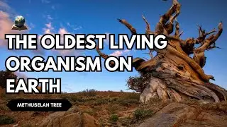 The Methuselah Tree Germinates | The Oldest Still-Living Non-Clonal Organism in the World