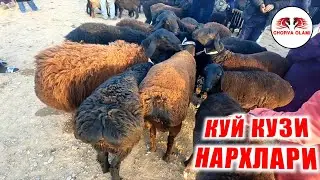 КАРШИ МОЛ БОЗОРИ НАРХЛАРИ 2021 Qarshi mol bozori narxlari