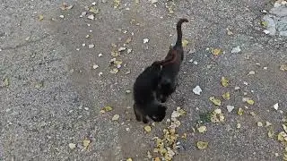 МАЛЕНЬКИЕ КОШКИ