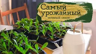 Зеленый сезон 2022 | Masherisha