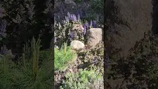 Живучка ползучая оживляет сад