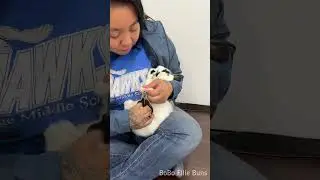 What we hope nail trimming with a bunny is like, but...
