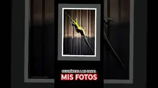 FOTOS 