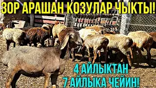 АРАШАН КОЗУ КИМ ИЗДЕДИ ЭЛЕ 🤯#байтв