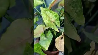 #цветы #мудрость #любовь #хобби #хочуврек