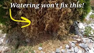 Bagworms eating my Emerald Green Arborvitae!