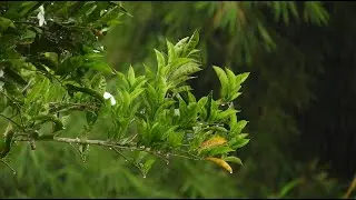10 Hours of Rain in a Quiet Forest: Calming White Noise & ASMR for Relaxation