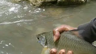 Populasi ikan paling padat di indonesia terletak dikalimantan sungai manubar