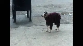 cold doggo