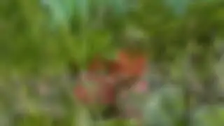 Моя любовь