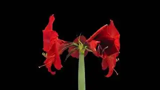 4K Blooming Flowers Time Lapse for Relaxation Soft Piano Music