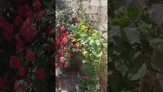 Nəbatat bağı.3