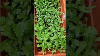 Coriander ☘️ at Home