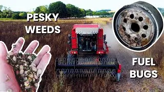 Weeds Curtail, Filters Fail, Beans Prevail!