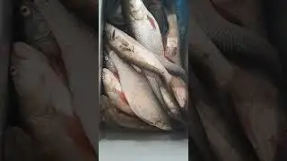 Лучшая рыбалка наших гостей в низовьях Волги