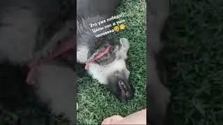 Правильно играть ч человеком тоже нужно учить щенка!