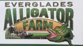 USA 2019: Alligator Farm