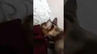 имба крыса кот