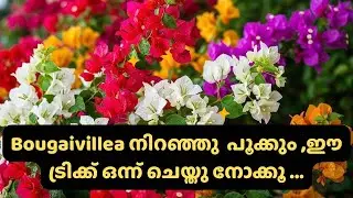 Bougainvillea will bloom in full bloom, guaranteed!! 