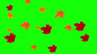 leaf rain green screen video
