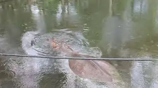 World's Oldest Hippo!