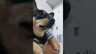Оскар😁 ка