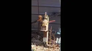 Squirrel back eating his peanuts