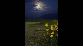 Beautiful village night 🌙 OMG 😲 #shortvideo #shortvideo #shortvideo #shortsfeed #beautiful #viral