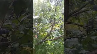 Удмуртская слива