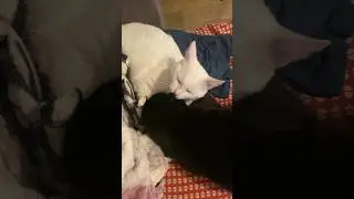 Красавцы лижутся 👅/ 🐈