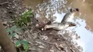 Аллигатор VS электрического угря    жесть