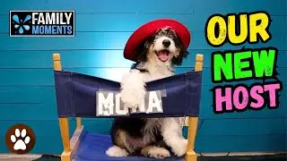 Family Devotional Object Lesson - Dog Days - Training