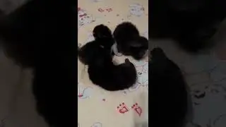 3 котёнка #cat #shorts