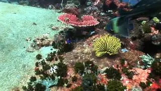 Футажи для видео   Подводный мир 1